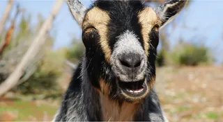 Protect the goats of Sumbawa