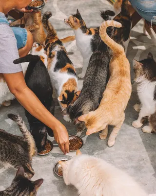 Sterilizing 100 Cats