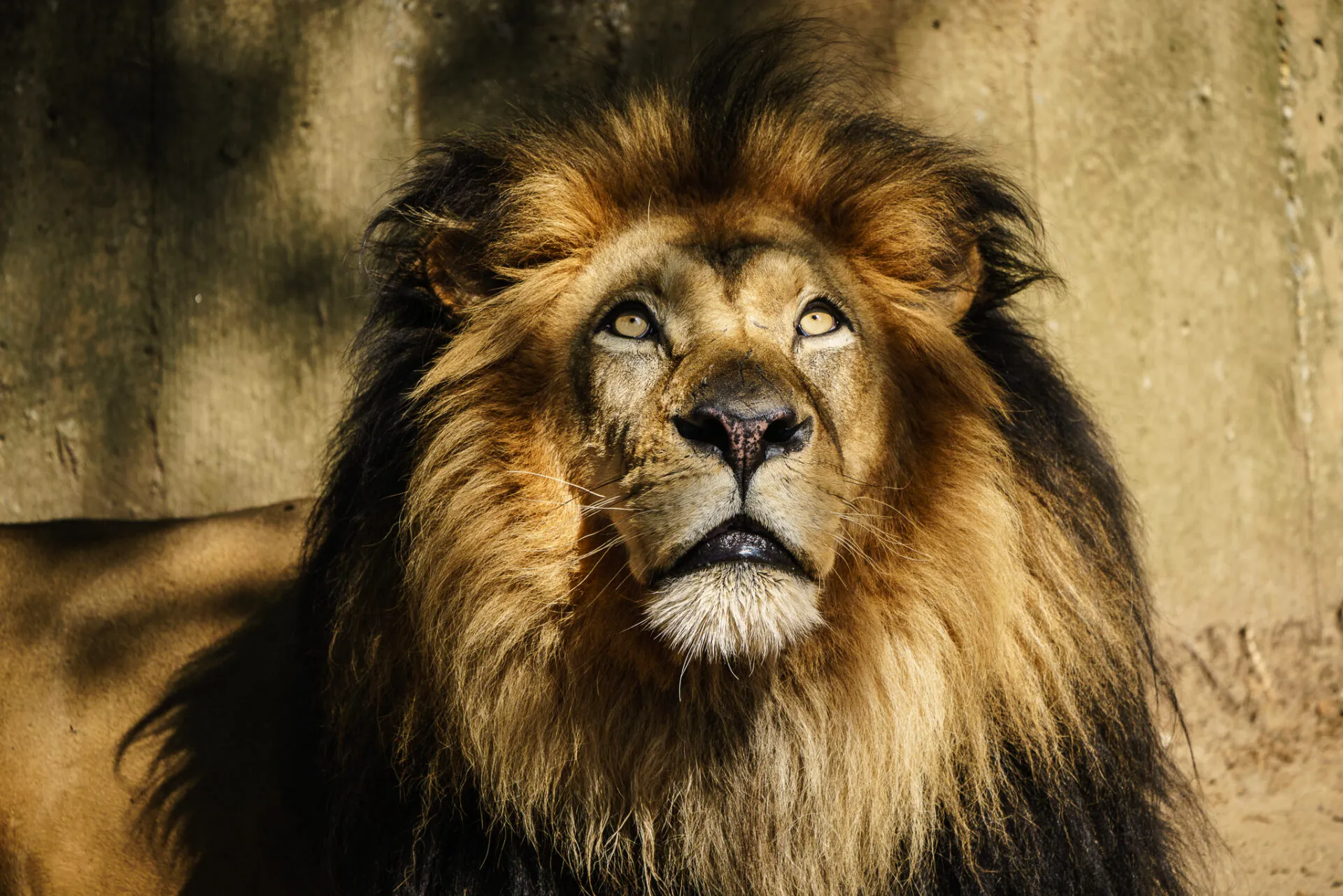 Lion King - Image 2